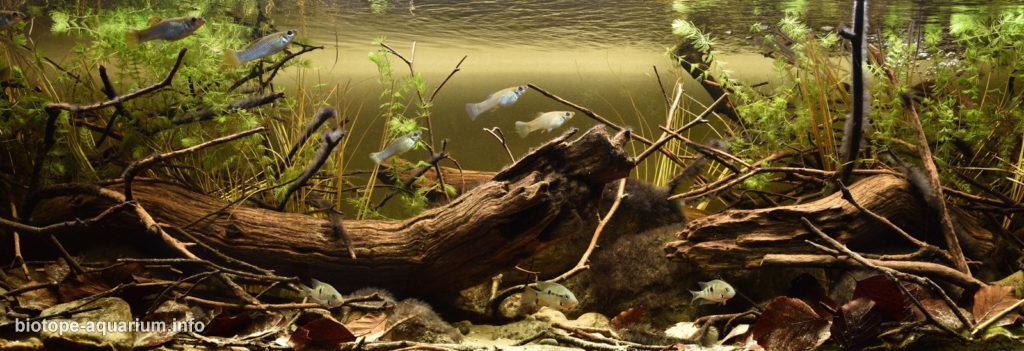 Akvárium, číslo 44 e-akvarium.cz biotopy 8. misto.