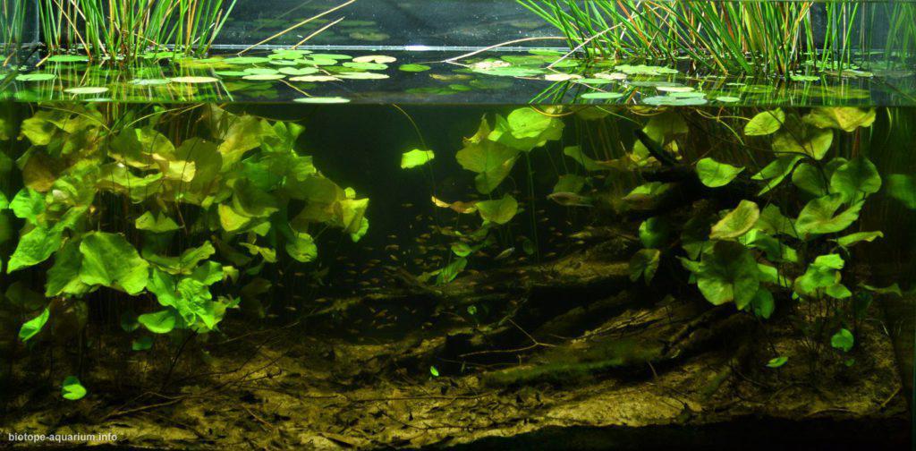 Akvárium, číslo 44 e-akvarium.cz biotopy 18. misto.