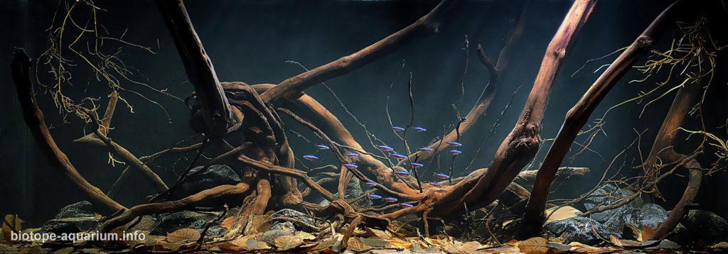 Akvárium, číslo 44 e-akvarium.cz biotopy 25. misto.