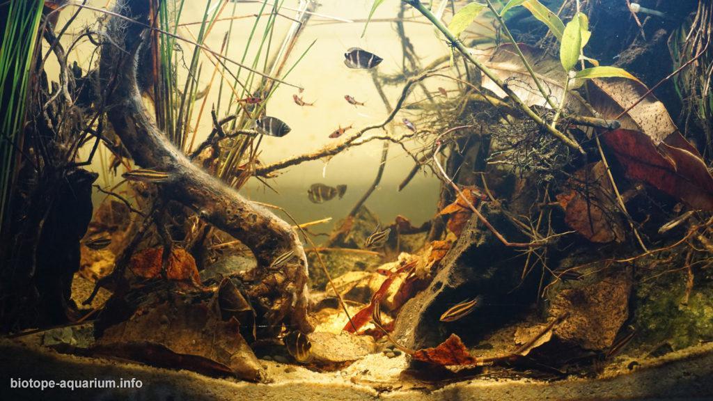 Akvárium, číslo 44 e-akvarium.cz biotopy 37. misto.