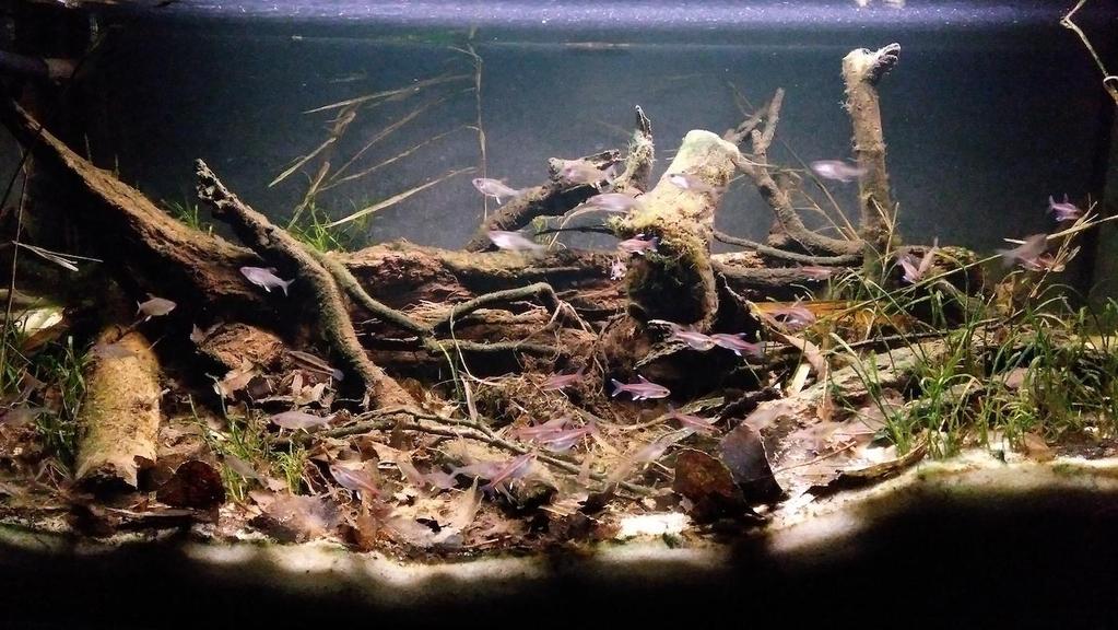 Akvárium, číslo 44 e-akvarium.cz biotopy Tolik k samotným kritériím soutěže. Teď vám s dovolením přiblížím své soutěžní akvárium.