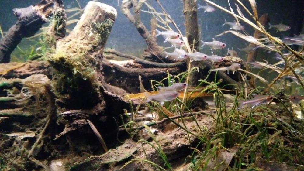 Akvárium, číslo 44 e-akvarium.
