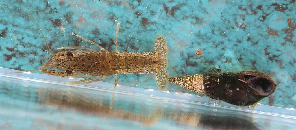 Akvárium, číslo 44 e-akvarium.cz biotopy Pseudoxiphophorus bimaculatus.