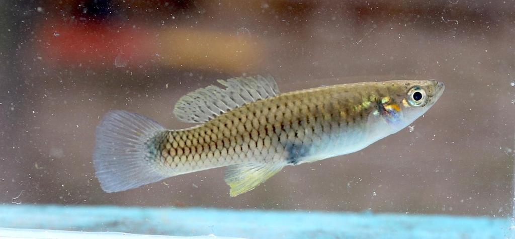 regiomontanus. Bohužel na naprosté většině lokalit ho nahradil nepůvodní P. clarkii.