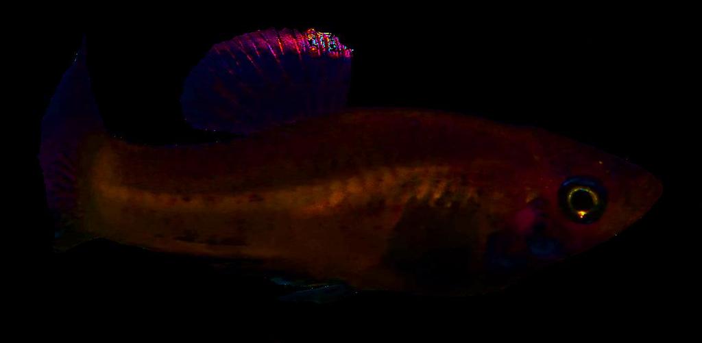 Akvárium, číslo 44 e-akvarium.cz biotopy Nevíme, jestli je Xiphophorus sp. "Apodaca" samostatný druh, poddruh, lokální forma či snad nějaký kříženec.