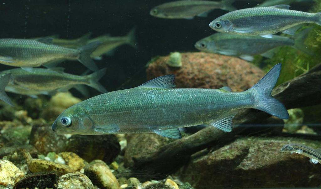 Akvárium, číslo 44 e-akvarium.cz reportáže Síh severní (Coregonus lavaretus). Akvárium v Postupimi Markéta Rejlková Postupim je český název města Potsdam, které leží jenom kousek od Berlína.