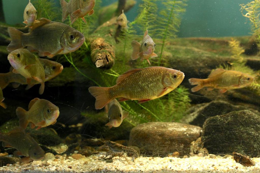Akvárium, číslo 44 e-akvarium.