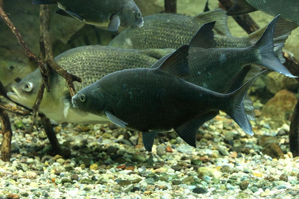 Akvárium, číslo 44 e-akvarium.