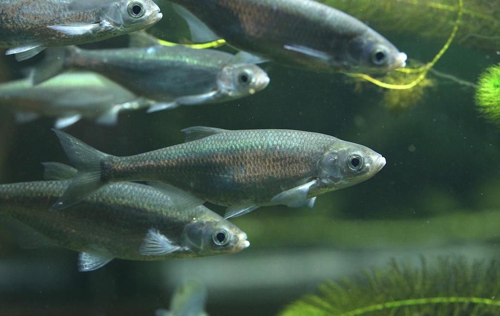 Akvárium, číslo 44 e-akvarium.