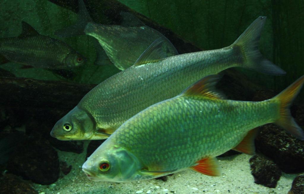 Akvárium, číslo 44 e-akvarium.