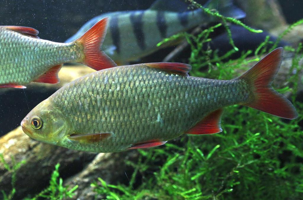 (Scardinius erythrophthalmus).