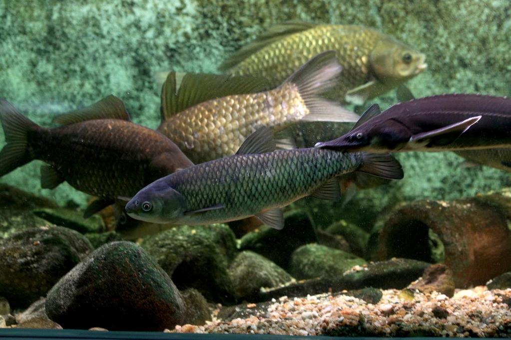 Akvárium, číslo 44 e-akvarium.
