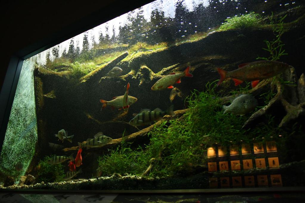 Akvárium, číslo 44 e-akvarium.