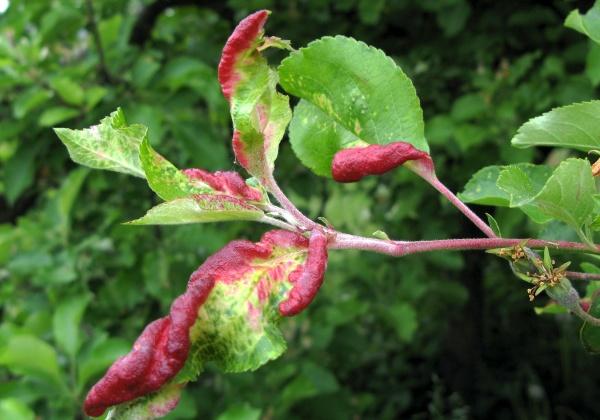 Biologická ochrana je považována odborníky za vhodnou metodu z hlediska ekologického i ekonomického. Působí dlouhodobě, aniž by vyžadovala vysoké náklady, a při správném použij je velmi účinná.