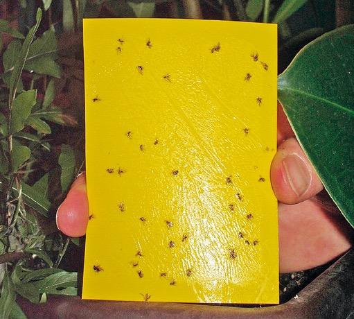 Podmínky pro účinnost biologické ochrany Biologická ochrana rostlin je metoda, která klade poměrně vysoké nároky na znalos@ pěs@tele, a také na jeho pečlivost při aplikacích - i to je faktor, který