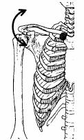 trapezius a m. serratus anterior. Excentricky brzdí m. latissimus dorsi a kostosternální část m. pectoralis major. Ve čtvrté fázi do 180 se přidávají trupové svaly (Kapandji, 2007).