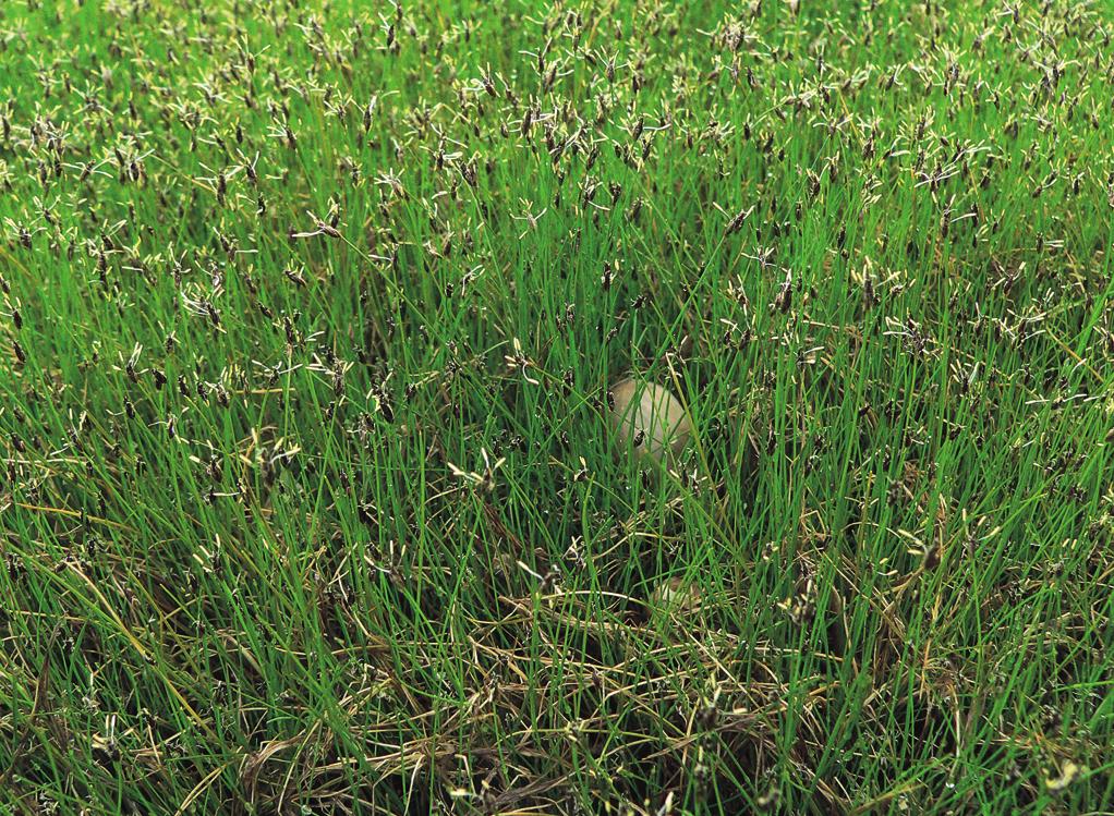 Eleocharition acicularis Obr. 147. Limosello aquaticae-eleocharitetum acicularis. Porost bahničky jehlovité (Eleocharis acicularis) na obnaženém dně rybníčku u Teplé na Mariánskolázeňsku. (K.