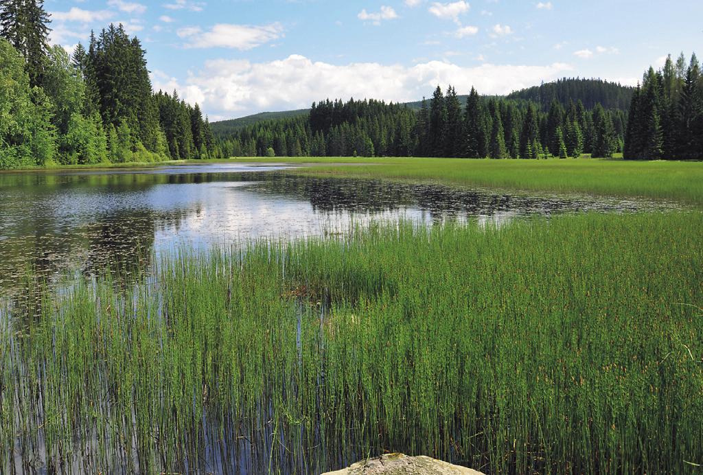 MCA08 Equisetetum fluviatilis Nowiński 1930* Mokřadní vegetace s přesličkou poříční Tabulka 9, sloupec 8 (str. 429) Nomen mutatum propositum Orig.