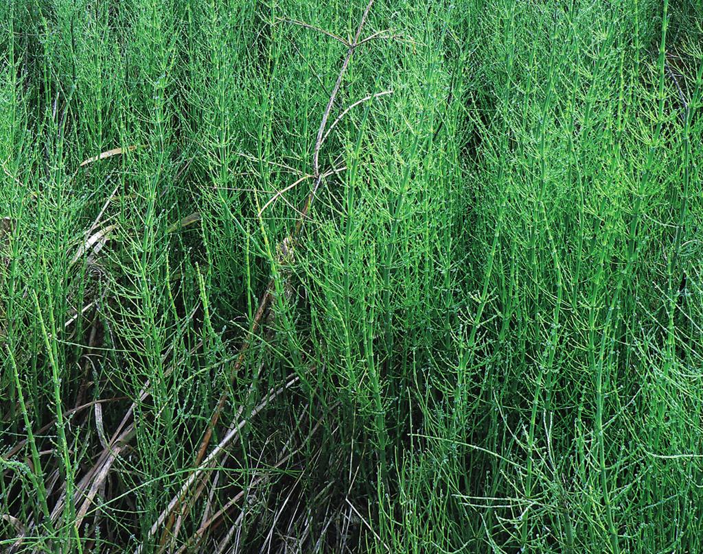 Phragmition australis Obr. 215. Equisetetum fluviatilis. Porost přesličky poříční (Equisetum fluviatile) v sádkách u Hluboké nad Vltavou. (K. Šumberová 2009.) Fig. 215. A stand of Equisetum fluviatile in a fish storage pond near Hluboká nad Vltavou, České Budějovice district, southern Bohemia.