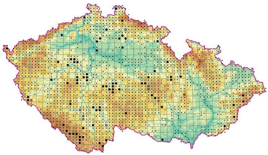 Phragmition australis Obr. 216.