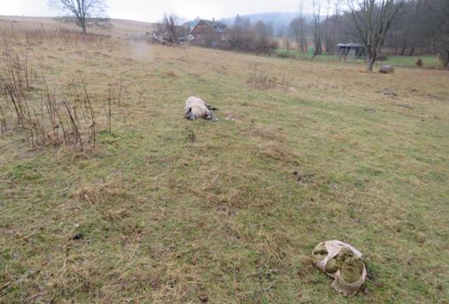 MÍSTNÍ ŠETŘENÍ KROK ZA KROKEM I. Ohledání poškozených zvířat a vyplnění protokolu - části C HOSPODÁŘSKÁ ZVÍŘATA (usmrcená / zraněná) Tato část protokolu se vyplňuje pro každé usmrcené zvíře zvlášť.