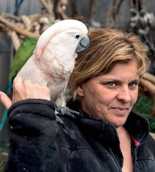 ZÁCHRANNÉ CENTRUM & ZOO pro papoušky Text a foto: Mathieu Delestré a François Bertrand Nathalie Lycke (46) a Patrick Van Hoof (60) spojuje původní povolání v oboru národní policie.