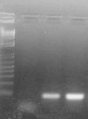 certifikované metodiky byl standard připraven ve formě rekombinantního DNA plazmidu.