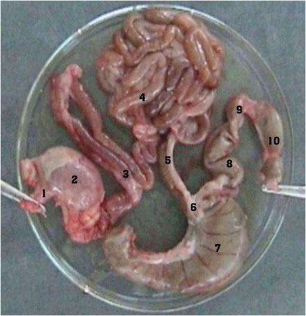 3. Experimentální část 3.1 První fáze experimentální práce - Technika transplantace tenkého střeva u potkana 3.1.1 Anatomie tenkého střeva u potkana Tenké střevo se skládá z duodena, které plynule přechází do jejuna a ilea a tvoří asi 75% celé délky trávicí trubice.