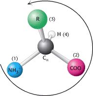 ? onformation: hanges do NT require breaking of covalent bonds - only rotation about a single