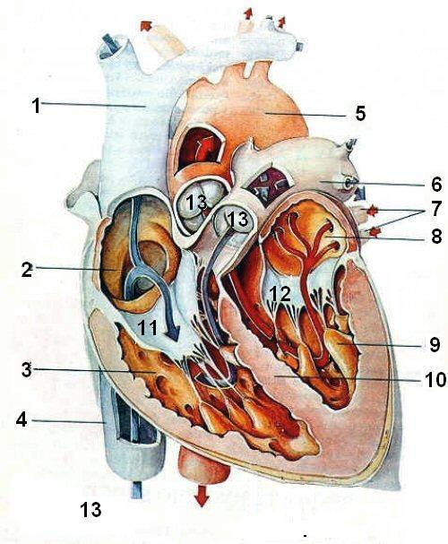 2 Srdce Srdce je dutý svalový orgán, který zajišťuje pravidelnými kontrakcemi neustálý oběh krve a mízy organismem. Srdce leží v mezihrudí mezi pravou a levou plící, větší částí vlevo.