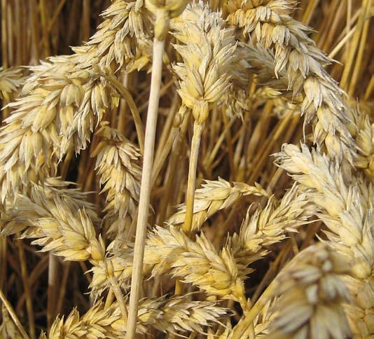 polopozdní, krátkostébelná nepotravinářská odrůda - délka rostlin 84 cm vysoká odolnost