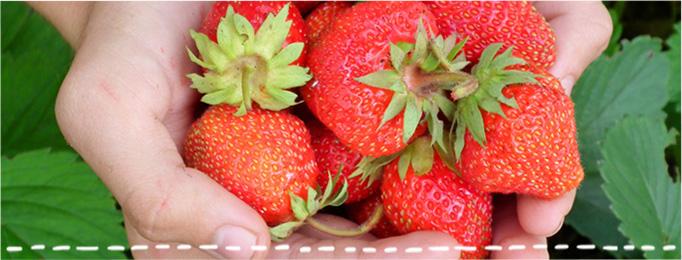 Samosběr jahod 13. 6. 2018 Samosběry jahod patří mezi oblíbenou, ale hlavně výhodnou formu prodeje, nákupu spojeného s užitečným pohybem na čerstvém vzduchu.