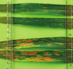 uk/ media/620440/is49-fungicide-activity-and-performance-inwheat.pdf AHDB Cereals and Oilseeds, Information Sheet 49, spring 2016, p.
