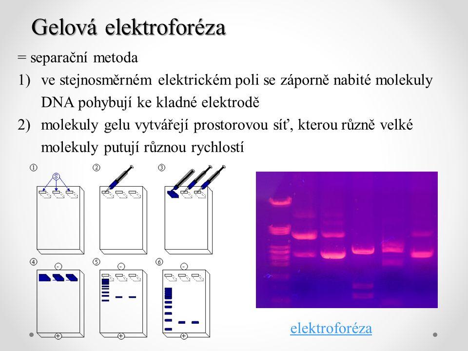Vyhodnocení PCR Elektroforéza (agarová