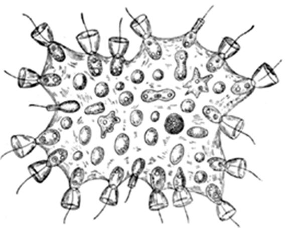 p53: za hranicí kancerogeneze evoluční pohled ačkoliv je p53 znám především jako klíčový nádorový supresor, objevil se během vývoje živočichů dříve než nádory (vločkovci, bičíkovci, améby před