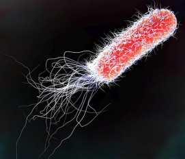 Jednobuněčné a mnohobuněčné organismy Jednobuněčné organismy se rychle dělí - Escherichia coli za