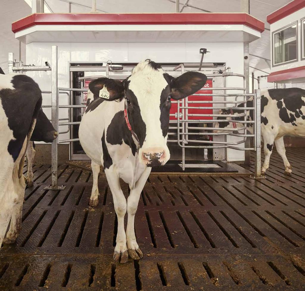 10 LELY ASTRONAUT 11 Navrženo pro krávy Záměrně se bráníme automatizaci samotného procesu dojení.