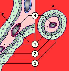 Lausanne and Bern (Switzerland), http://www.embryology.ch/anglais/fplacenta/villosite01.html Obr. 1B.