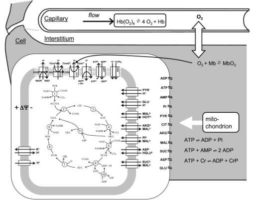 Obr. 12. Schématický diagram transportu kyslíku v myokardu a energetického metabolismu kardiomyocytu.