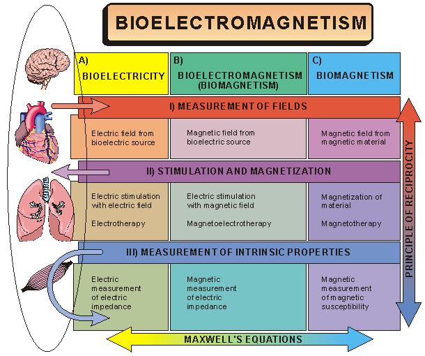 Bioelektromagnetismus Elektrické, elektromagnetické a magnetické jevy odehrávající se v biologických tkáních elektromagnetické