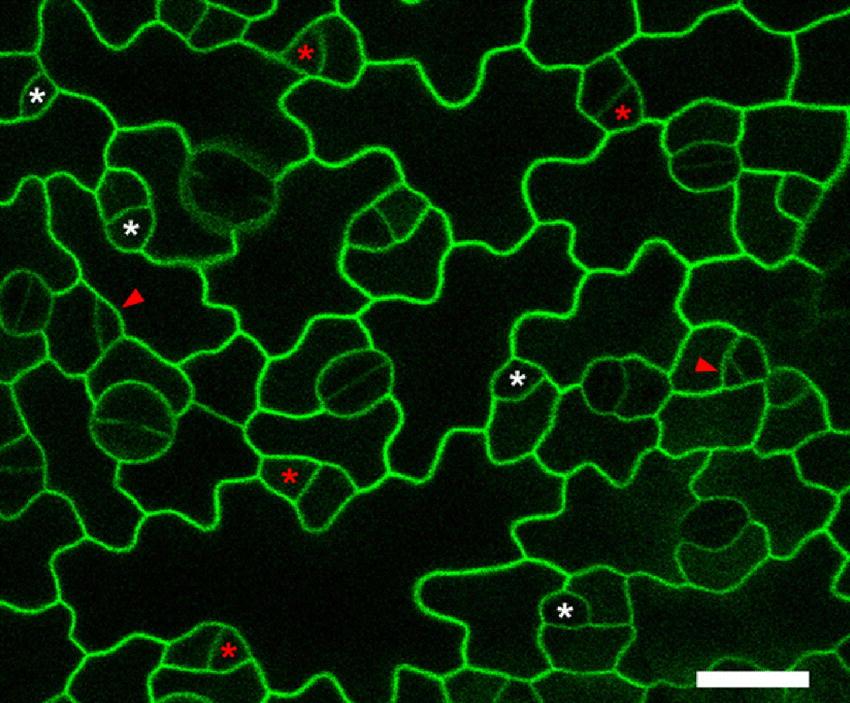 Konfokální snímek abaxiální epidermis listu Arabidopsis vizualizace buněčných