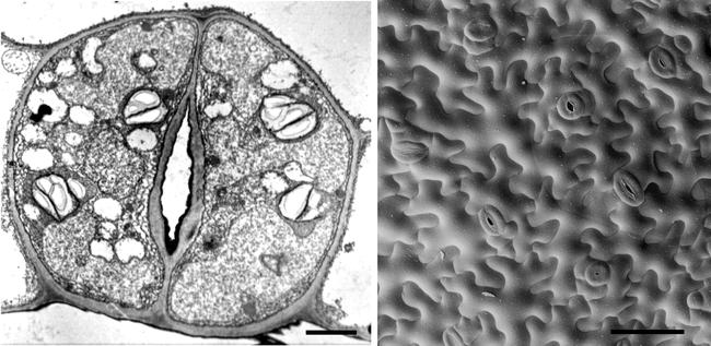 Tvar a rozmístění průduchů děloha Arabidopsis thaliana Heynh. Transmission electron micrograph Zhao and Sack (1999) Bar = 2 µm Nadeau J.A. and Sack F.D.