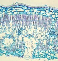 rostlin stomata submerzní ponořená stomata xerofyty (Iris, Chlorophytum, Pinus, Nerium oleander) Iris