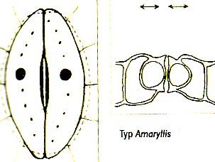 Typy stomat podle anatomie a mechaniky Pteridofytní typ hřbetní stěna