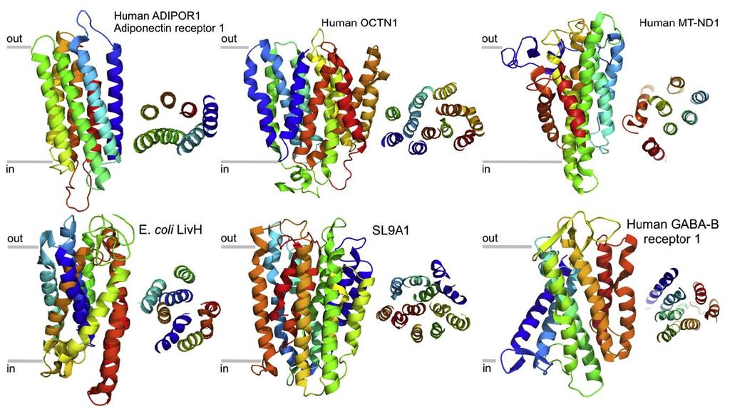 4 Membránové proteiny Jako membránové proteiny jsou v predikčních metodách chápany především transmembránové (TM) proteiny, které procházejí skrz celou membránu a jsou její permanentní součástí.