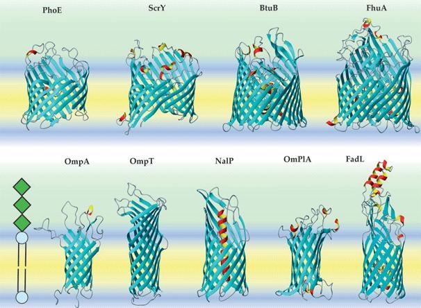 strukturních genů (Freeman a Wimley, 2010). V této práci je rozebráno, jak predikují strukturu beta barelových TM proteinů programy 3D-SPOT (Naveed et al., 2012) a EVfold_bb (Hayat et al., 2015).
