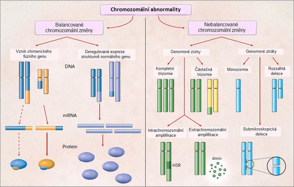 stejný lokus na obou sesterských chromatidách jednoho nebo více chromozomů, zatímco CHTA postihují pouze jednu chromatidu jednoho nebo více chromozomů (Hagmar et al., 2004a).