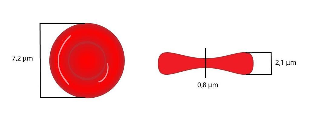 naopak zvýšené množství jako polyglobulie či erytrocytóza.