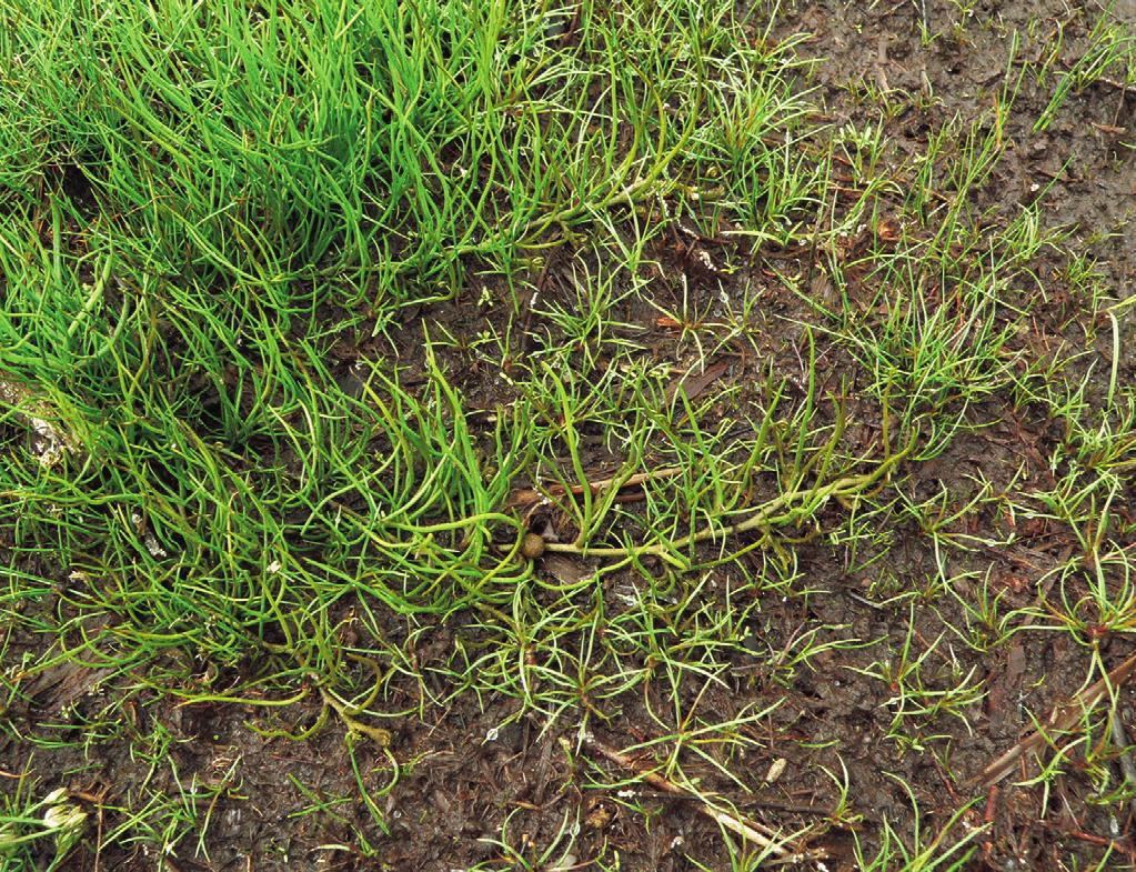 bylo zaznamenáno jen vzácně a dosahovalo velmi malé pokryvnosti. Stanoviště. Pilularietum globuliferae se vyskytuje v mělkých stojatých oligotrofních až mezotrofních vodách s kolísající hladinou.