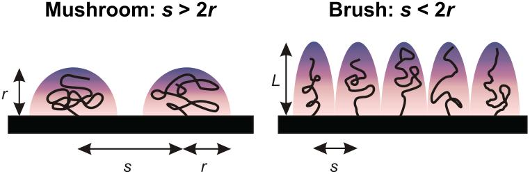 PEG řetězce existují v různých geometrických uspořádáních. Na povrchu upoutané polymerní řetězce mohou mít typ molekulární konformace buď Mushroom" nebo Brush".